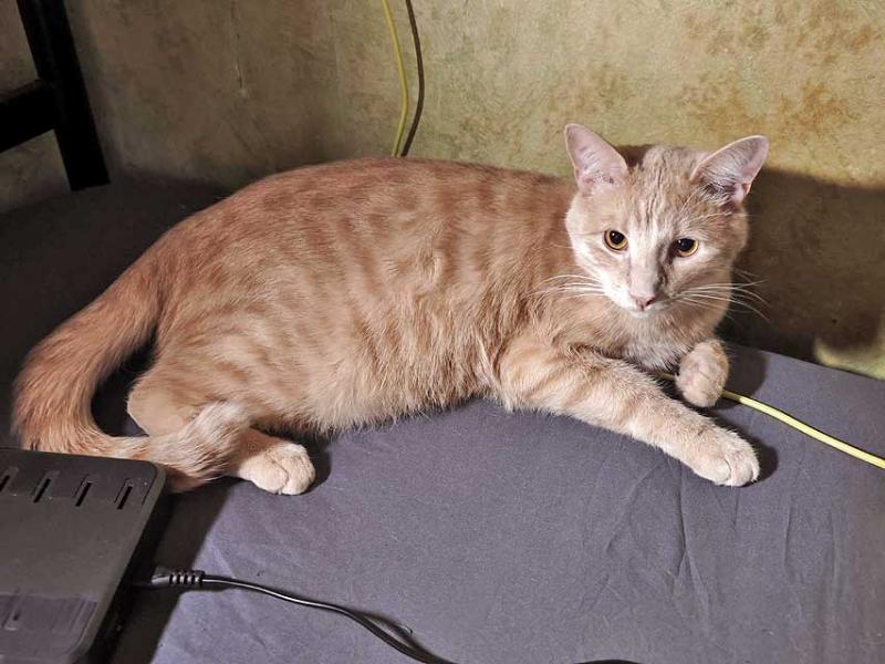 В дар кошку