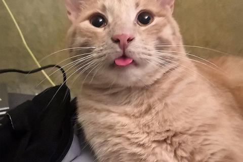 В дар кошку. Рыженькое солнышко Санчо, молодой котик ищет дом. Фото2