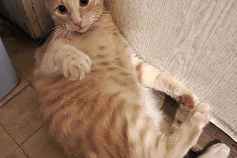 В дар кошку. Рыженькое солнышко Санчо, молодой котик ищет дом. Фото4