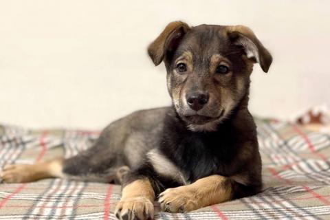 В дар собаку. Веселый, ласковый щенок Мартин ищет дом. Фото1