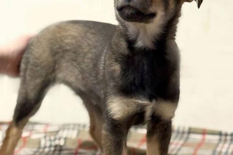 В дар собаку. Веселый, ласковый щенок Мартин ищет дом. Фото2