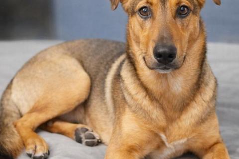 В дар собаку. Чудесный 5 мес щенок Ричи ищет семью!. Фото2