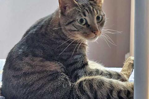 В дар кошку. Ищет дом кот, который умеет любить. Фото3