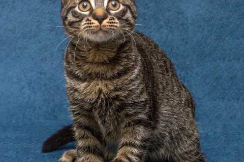 В дар кошку. Ласковый и нежный малыш Тигрик ищет дом и любящее сердце . Фото2