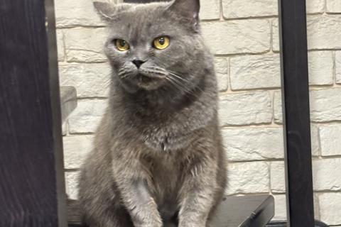 В дар кошку. Британская кошка Мэгги в добрые руки. Фото3