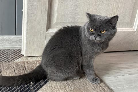 В дар кошку. Британская кошка Мэгги в добрые руки. Фото4