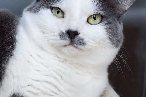 В дар кошку. Ласковая и спокойная кошечка Василиса в дар. Фото1