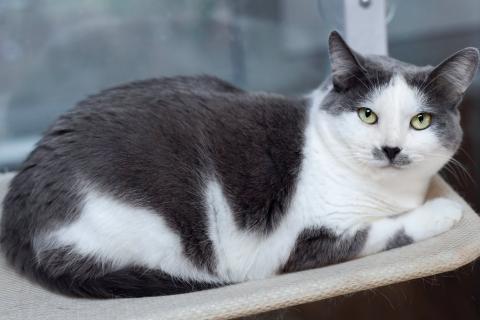 В дар кошку. Ласковая и спокойная кошечка Василиса в дар. Фото2