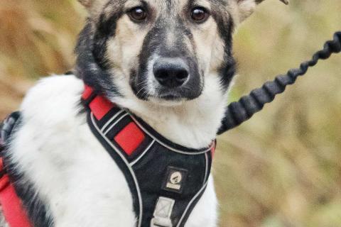 В дар собаку. Меня зовут Том и я ищу семью, где буду любим и счастлив. Фото1