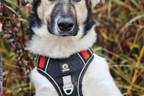 В дар собаку. Меня зовут Том и я ищу семью, где буду любим и счастлив. Фото3