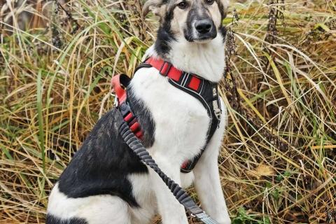 В дар собаку. Меня зовут Том и я ищу семью, где буду любим и счастлив. Фото4