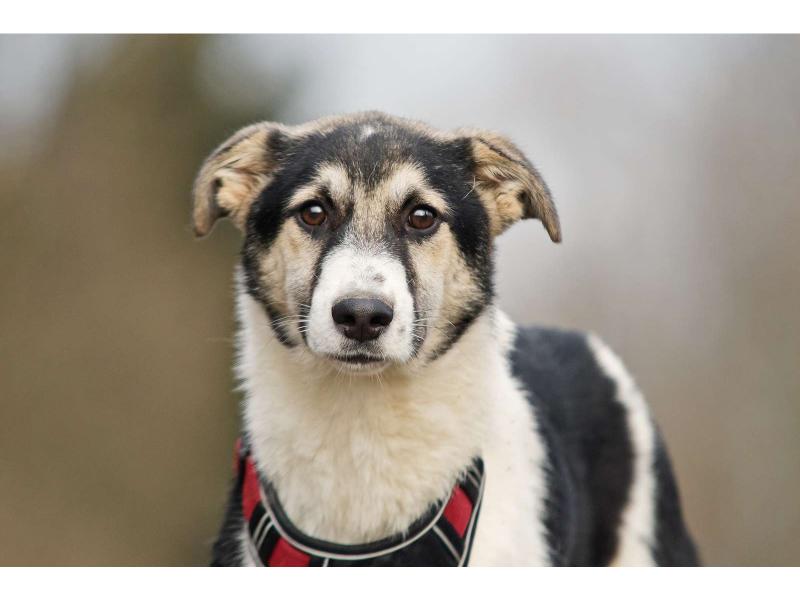 В дар собаку