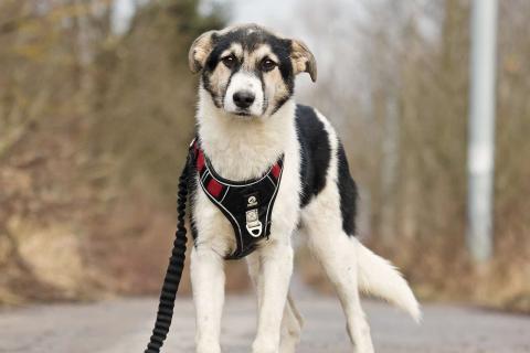 В дар собаку. Меня зовут Джерри, и я ищу семью, где буду любим и счастлив. Фото2