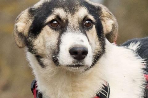 В дар собаку. Меня зовут Джерри, и я ищу семью, где буду любим и счастлив. Фото4