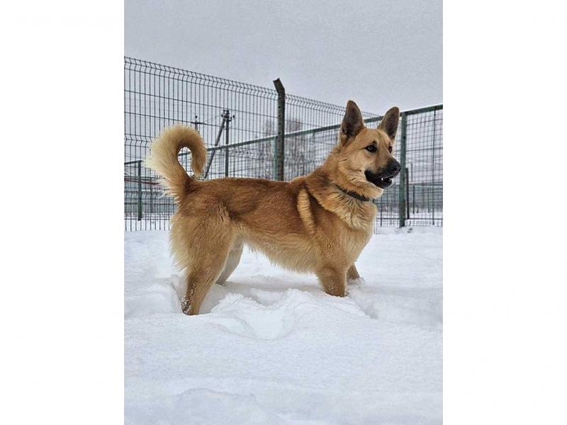 В дар собаку