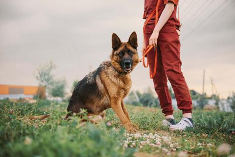 В дар собаку. Немецкая овчарка Земфира в приюте ищет дом. Фото2
