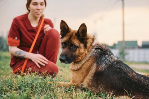 В дар собаку. Немецкая овчарка Земфира в приюте ищет дом. Фото3