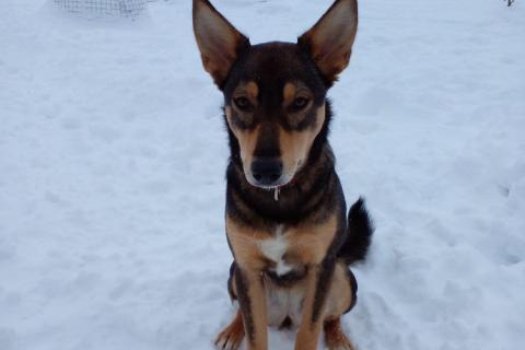 В дар собаку. Девочка с умным выразительным взглядом Рита. Фото1