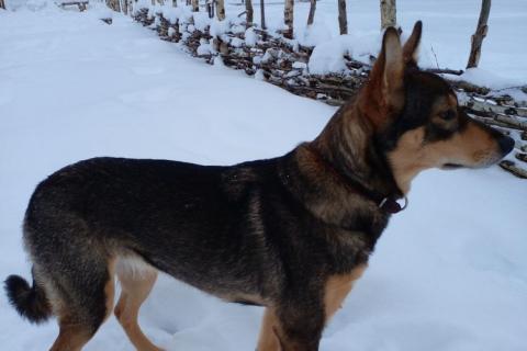 В дар собаку. Девочка с умным выразительным взглядом Рита. Фото2