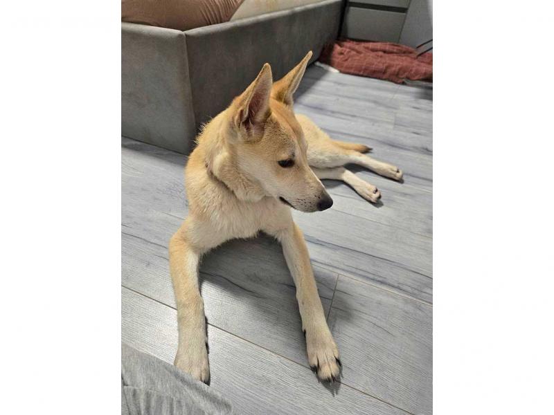 В дар собаку