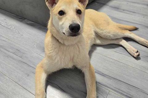 В дар собаку. Умнейшая домашняя некрупная собачка-подросток Чапа ищет дом. Фото4