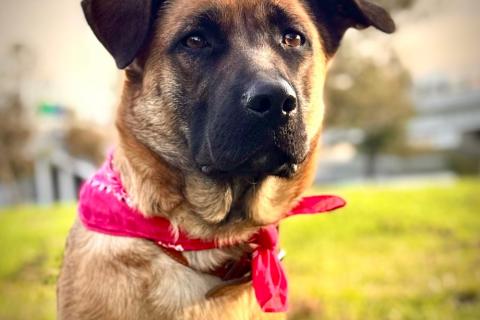 В дар собаку. Ищет дом замечательная собака Джина. Фото2