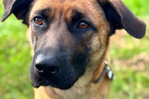 В дар собаку. Ищет дом замечательная собака Джина. Фото4