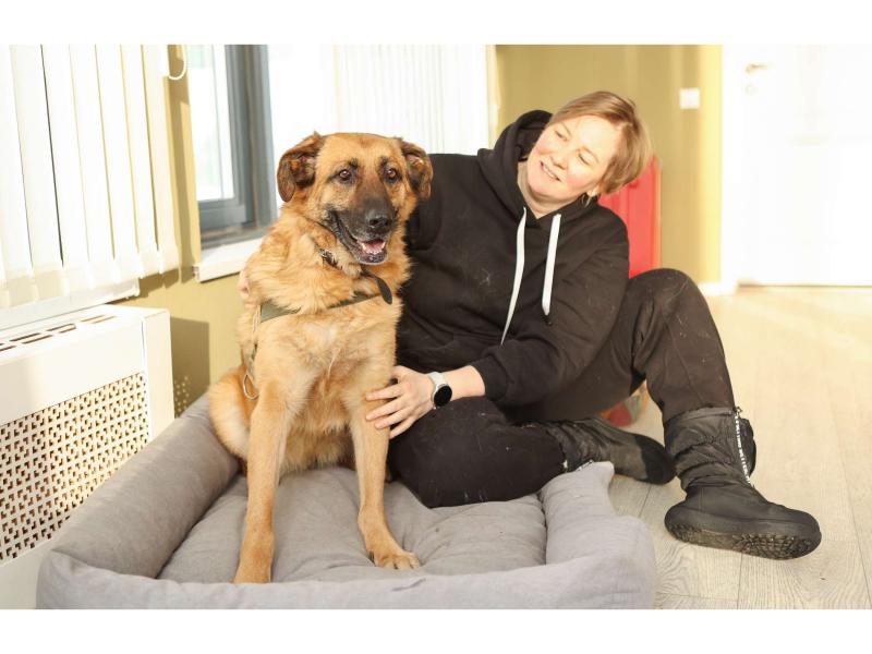 В дар собаку