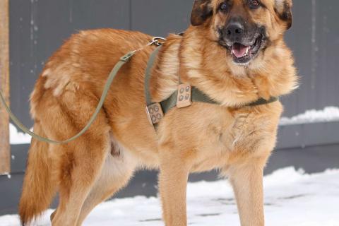 В дар собаку. Благодарный добряк пёс Родман в приюте. Фото3
