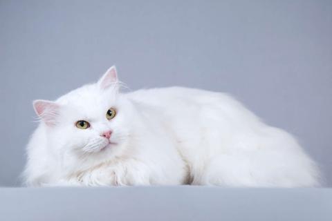 В дар кошку. Ласковый ангорский кот Сахарок в добрые руки. Фото1