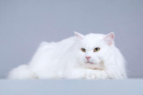 В дар кошку. Ласковый ангорский кот Сахарок в добрые руки. Фото3