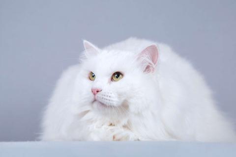 В дар кошку. Ласковый ангорский кот Сахарок в добрые руки. Фото4