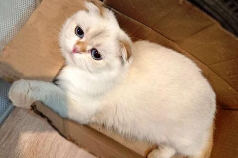 В дар кошку. Уютный вислоухий пухляш котик Эхнатон. Фото1