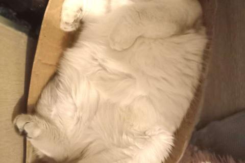 В дар кошку. Уютный вислоухий пухляш котик Эхнатон. Фото3