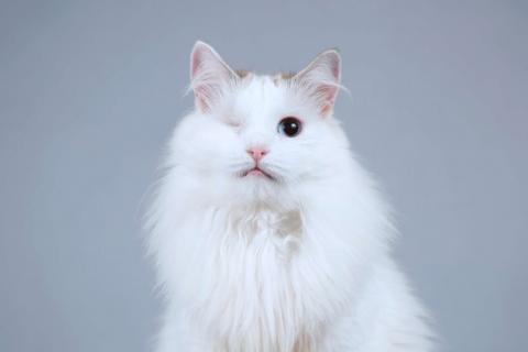 В дар кошку. Нежная ласковая кошечка Беатриче в добрые руки. Фото4