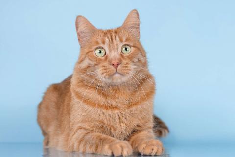 В дар кошку. Ярко-рыжий ласковый кот Персей в добрые руки. Фото1