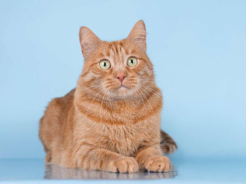 В дар кошку