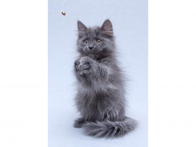 В дар кошку