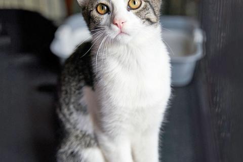 В дар кошку. Трогательный, нежный котенок-подросток Месси ищет дом. Фото2