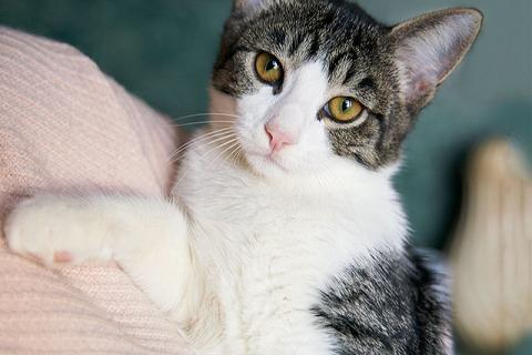 В дар кошку. Трогательный, нежный котенок-подросток Месси ищет дом. Фото4