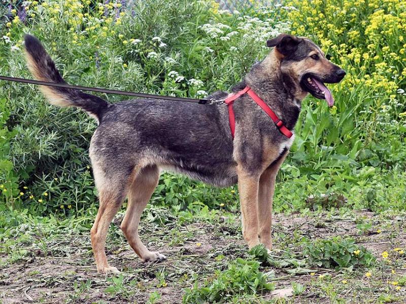 В дар собаку