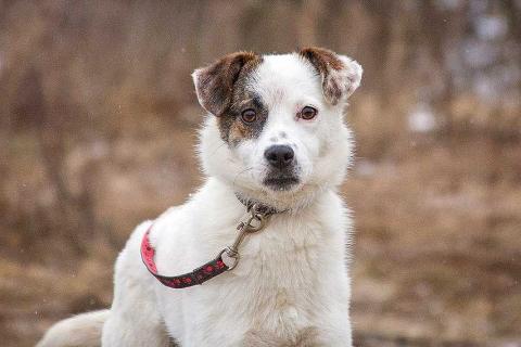 В дар собаку. Миниатюрная диванная собачка Дафи ищет дом. Фото1