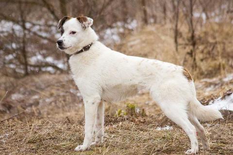 В дар собаку. Миниатюрная диванная собачка Дафи ищет дом. Фото2
