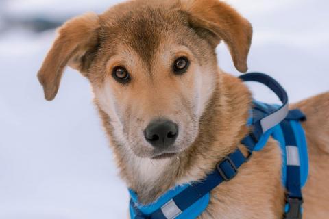 В дар собаку. Рыжий спокойный щенок Кавказ в добрые руки. Фото1