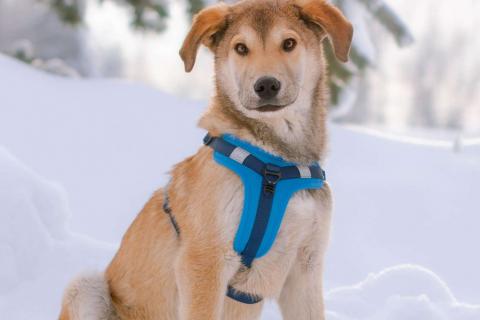 В дар собаку. Рыжий спокойный щенок Кавказ в добрые руки. Фото4