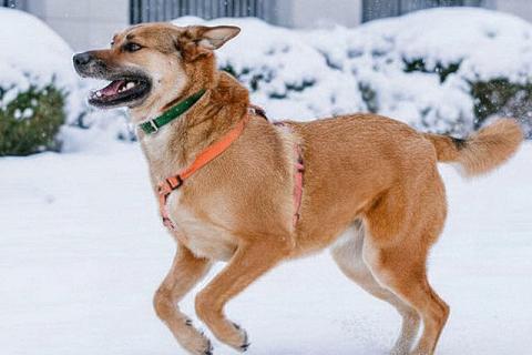 В дар собаку. Солнечный пес-компаньон Джек ищет дом . Фото1