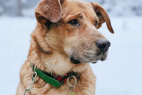 В дар собаку. Солнечный пес-компаньон Джек ищет дом . Фото2