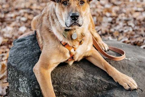 В дар собаку. Солнечный пес-компаньон Джек ищет дом . Фото4