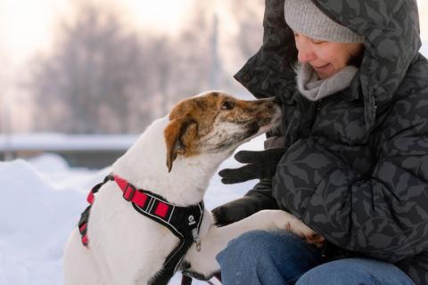 В дар собаку. Ищет дом маленькая белая принцесса. Фото3