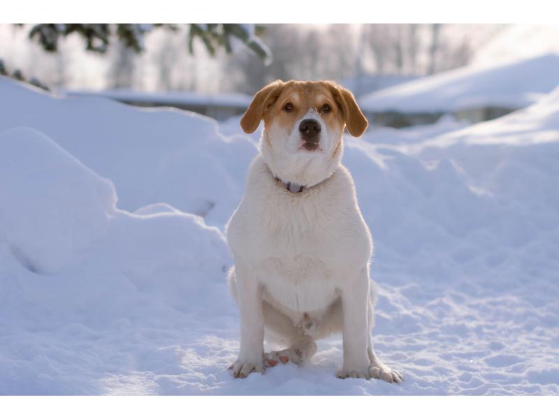В дар собаку